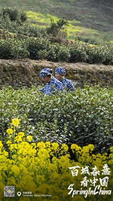 甘肅隴南市空氣如何，是否會影響到當地的茶葉品質？